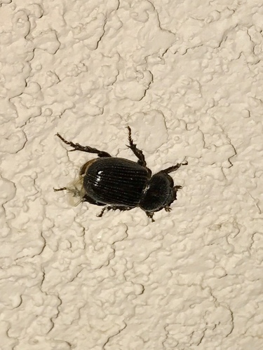 Lesser Triceratops Beetle photo 5