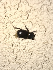 Hemiphileurus illatus