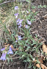 Penstemon degeneri