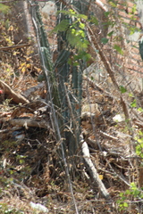Stenocereus laevigatus