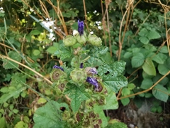 Malva sylvestris sylvestris