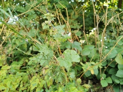 Malva sylvestris sylvestris