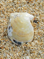 Pinctada