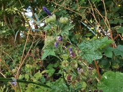 Malva sylvestris sylvestris