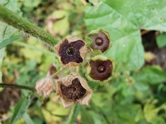 Malva sylvestris sylvestris
