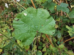 Malva sylvestris sylvestris