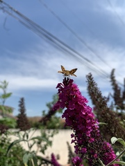 Hylephila phyleus