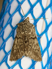 Pleromelloida conserta