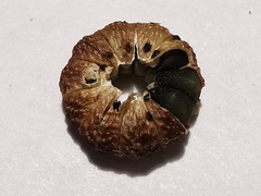 Malva sylvestris sylvestris