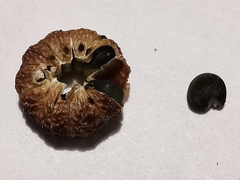 Malva sylvestris sylvestris