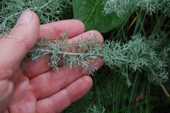 Artemisia austriaca