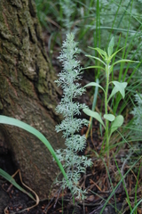 Artemisia austriaca