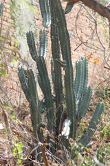 Stenocereus laevigatus
