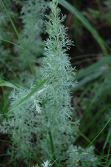 Artemisia austriaca