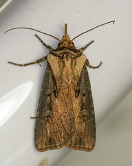 Agrotis antica