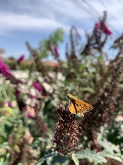 Hylephila phyleus