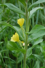 Oenothera villosa