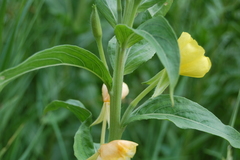 Oenothera villosa
