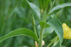 Oenothera villosa