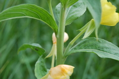 Oenothera villosa