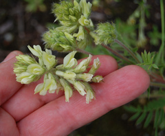 Oxytropis pilosa