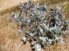 Hazardia detonsa