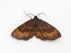Leptostales rubromarginaria