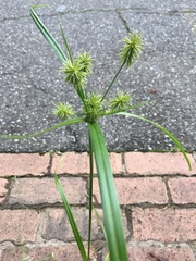 Cyperus lancastriensis