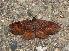 Leptostales rubromarginaria