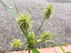 Cyperus lancastriensis