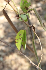 Bauhinia pauletia