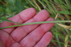 Bromus hordeaceus