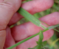 Bromus hordeaceus