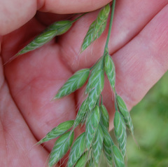 Bromus hordeaceus