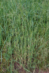 Bromus hordeaceus