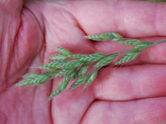 Bromus hordeaceus