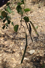 Bauhinia pauletia