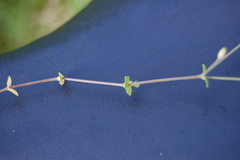 Arenaria serpyllifolia