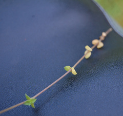 Arenaria serpyllifolia