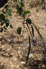 Bauhinia pauletia