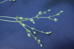 Arenaria serpyllifolia