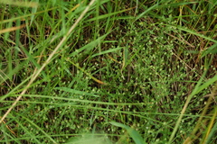 Arenaria serpyllifolia