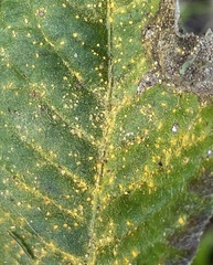 Coleosporium elephantopodis