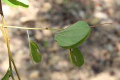 Bauhinia pauletia