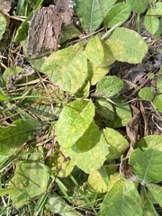 Coleosporium elephantopodis