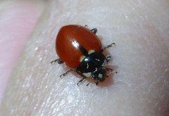 Hippodamia quinquesignata