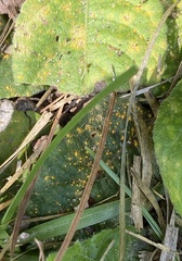 Coleosporium elephantopodis