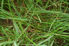 Festuca rubra