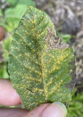 Coleosporium elephantopodis