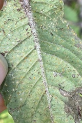 Coleosporium elephantopodis